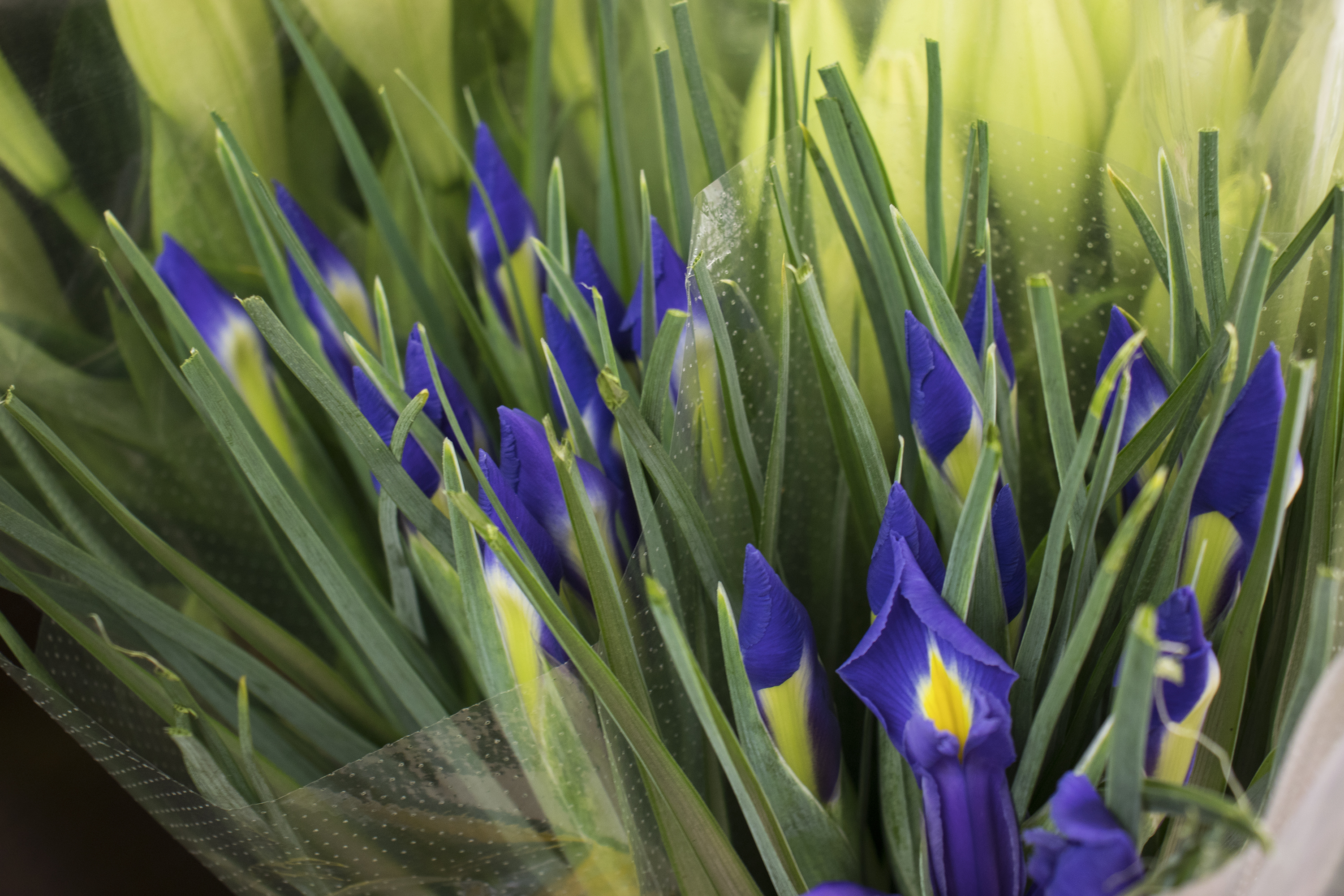 Lirio Iris de Milagros Albitos.