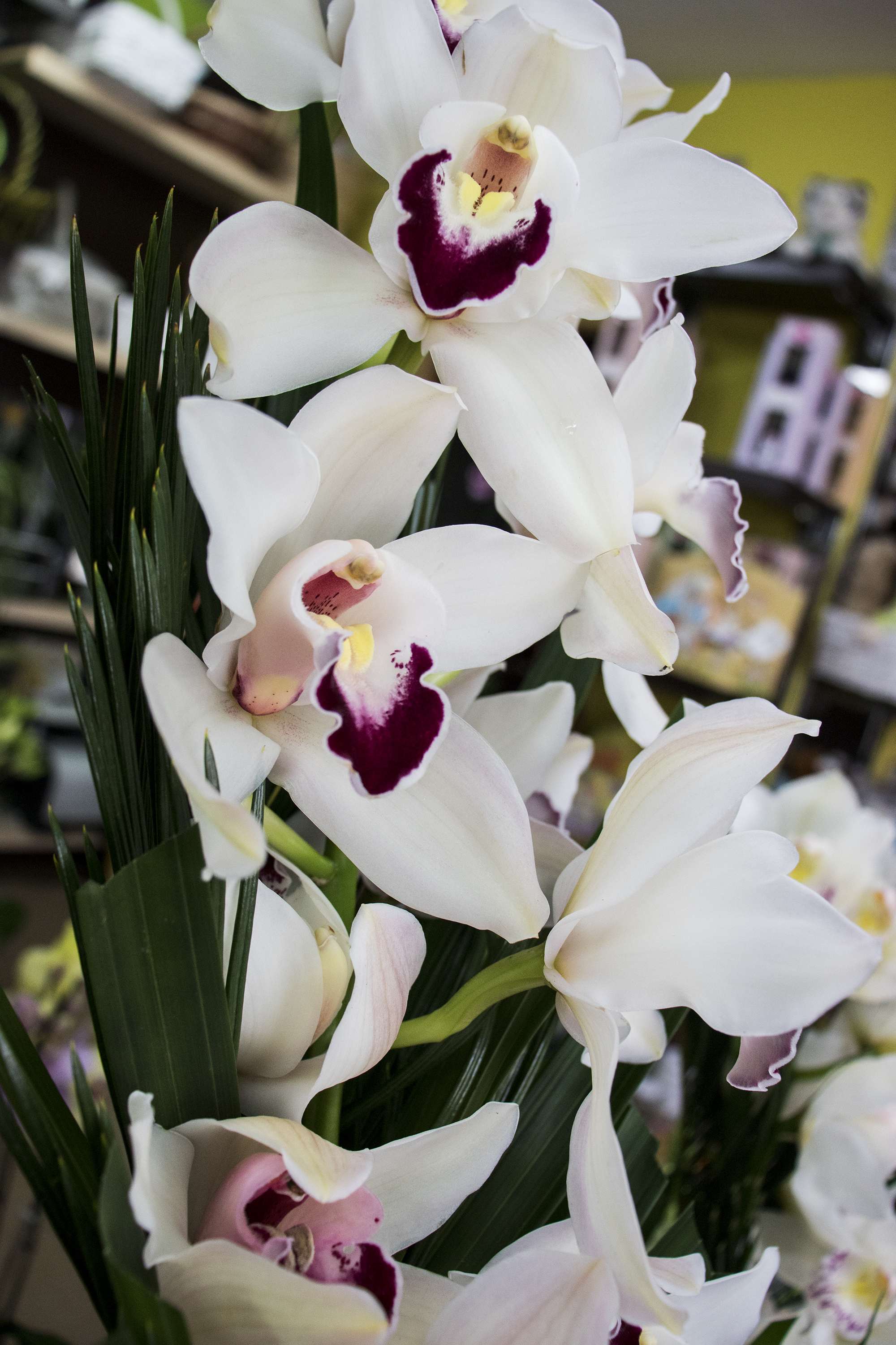 Orquídeas de Milagros Albitos.