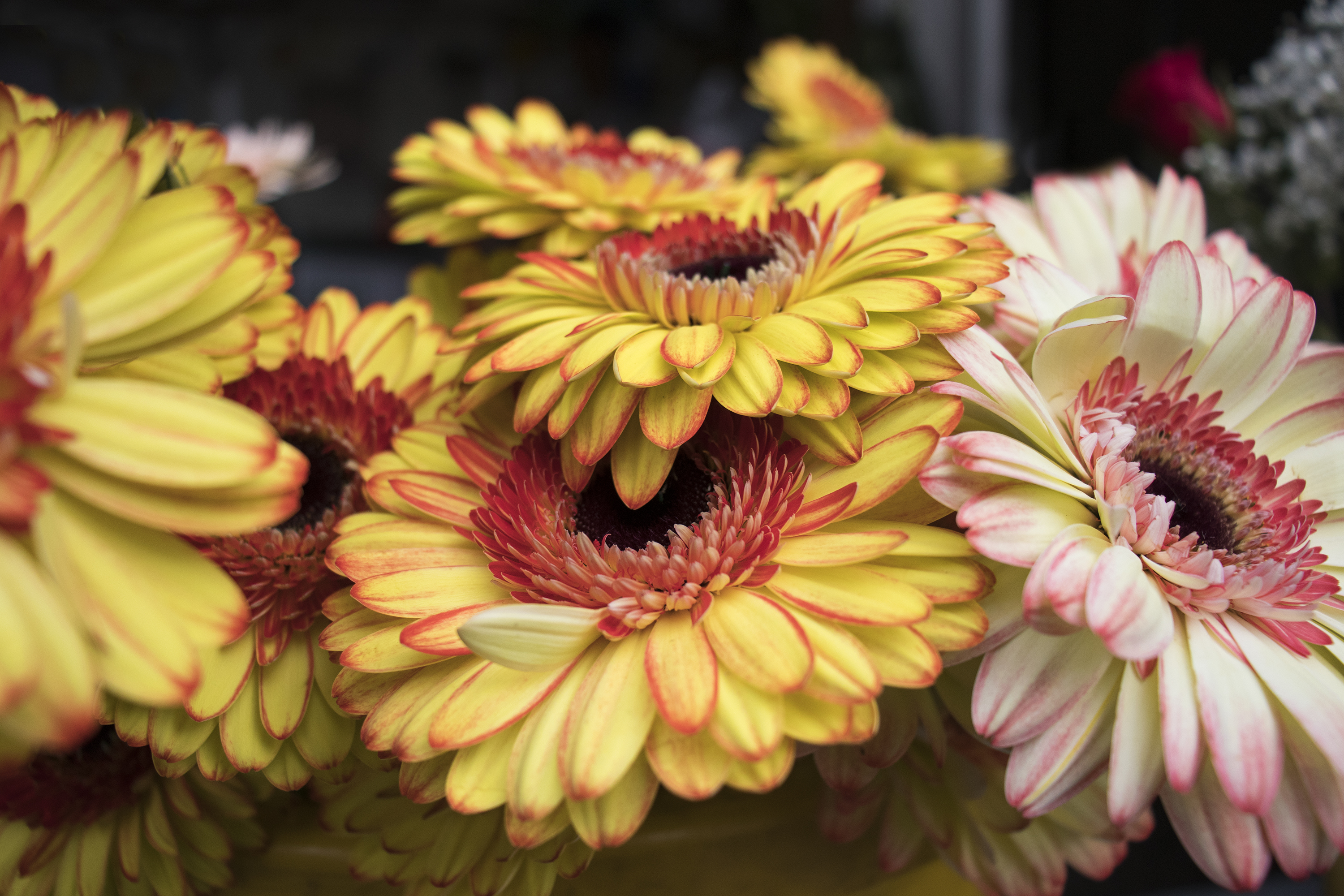 Gerbera amarilla y rosa de Milvia.