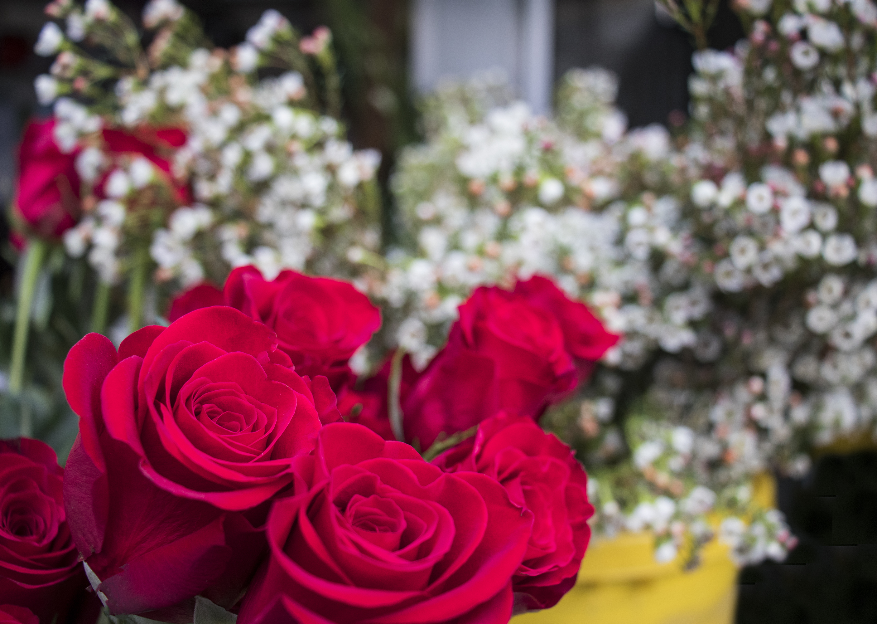 Ramo de rosas de Milvia.