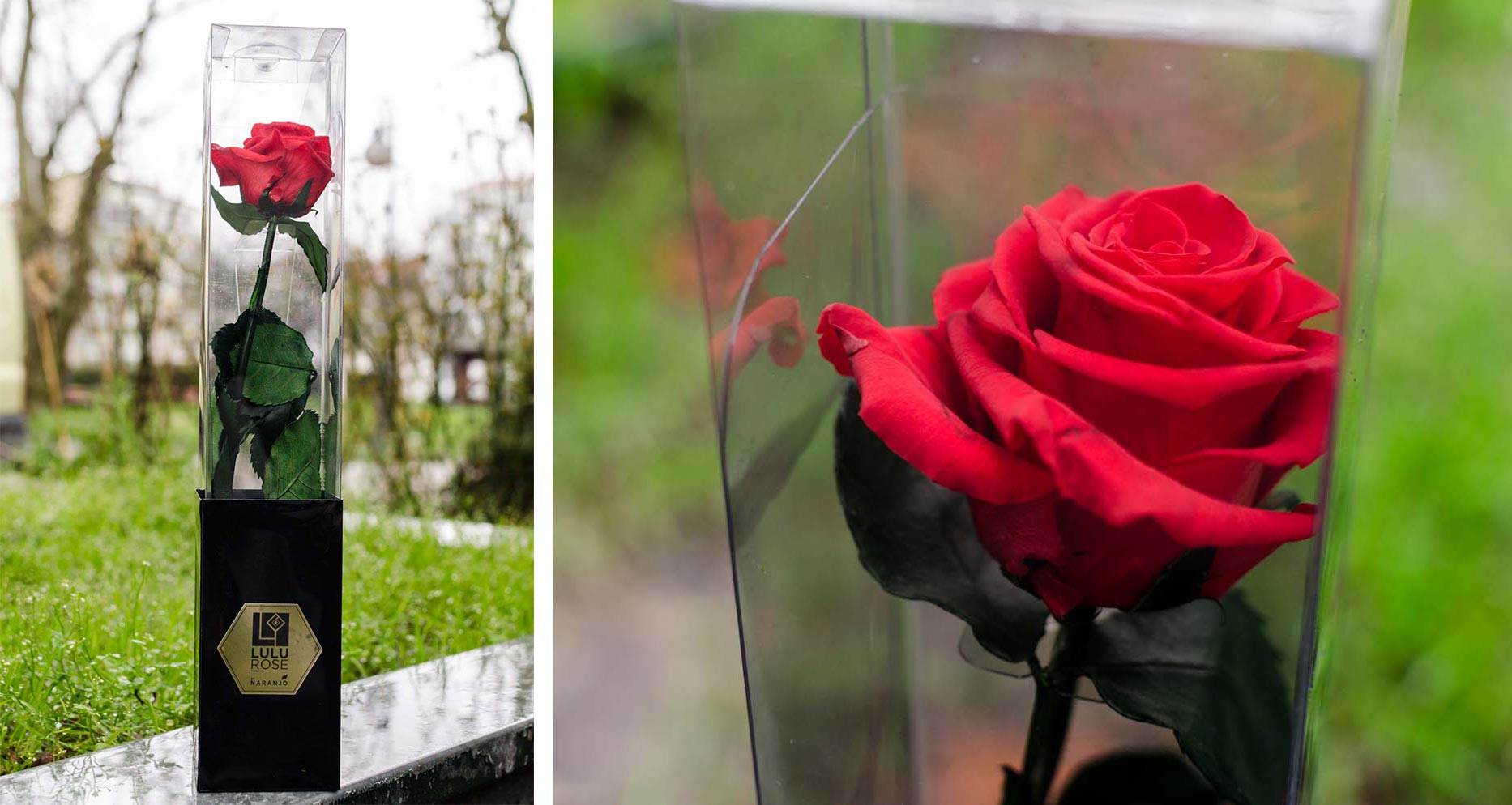 rosas-preservadas-san-valentin-floristeria-milagros-albitos-22